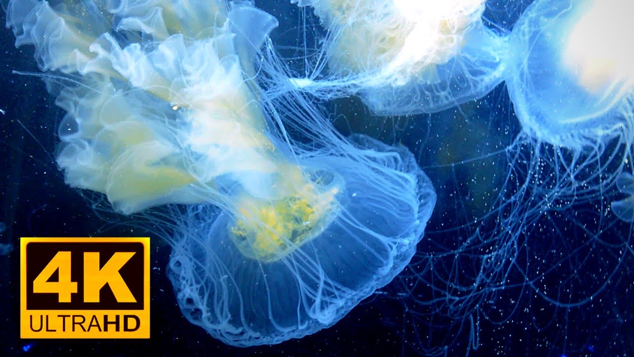 Crystal JellyFish Stinging || Variety Of Umbrella - Shaped Sea Jellies || Marine Life 4K UHD