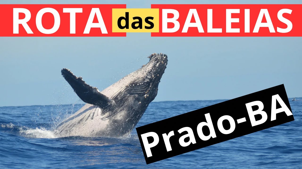 Baleia Jubarte em Prado - Bahia