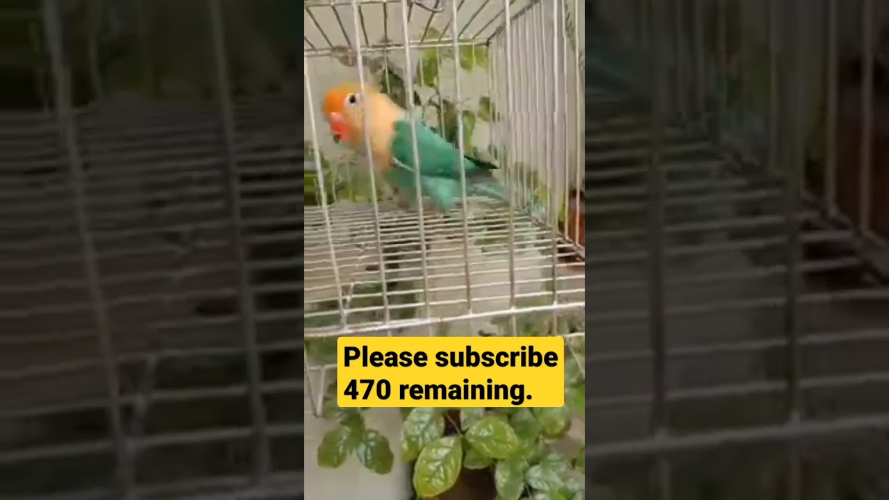 lovebirds viral #viral #shorts #parrots #lovebird