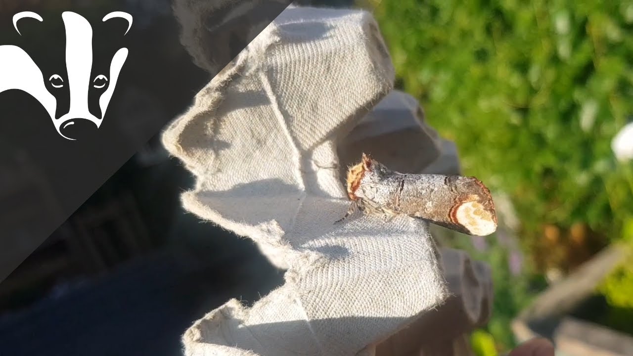 #EssexWildlifeTV - Magical Moths