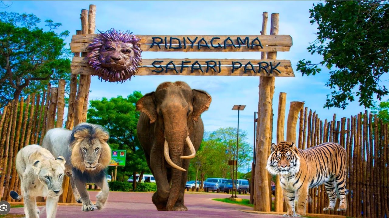 🔥🔥 Ridiyagama Safari Park | எல்லா விலங்குகளையும் ஒரே இடத்தில் பார்க்கணுமா | Jolly Trip