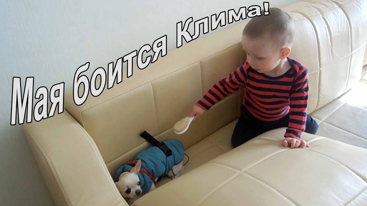 VLOG: Клим поссорился с Макой / Погоня за кисками