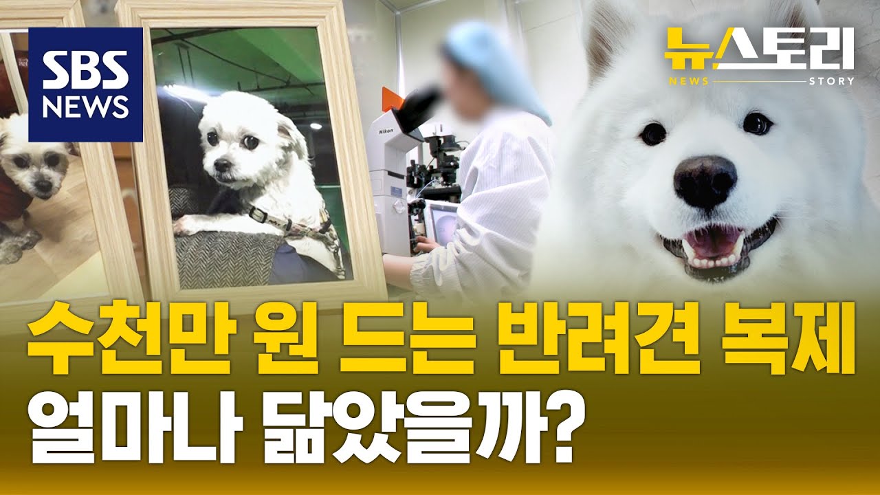 SBS 뉴스토리팀, 국내 반려견 복제 업체를 추적해 봤습니다 (뉴스토리) / SBS