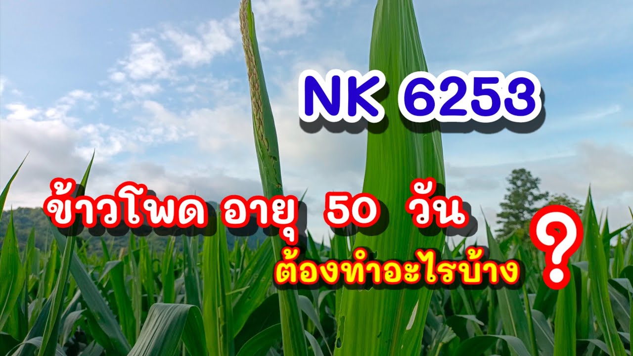ข้าวโพดอายุ 50 วันต้องทำอะไรบ้าง ? ( NK 6253 )