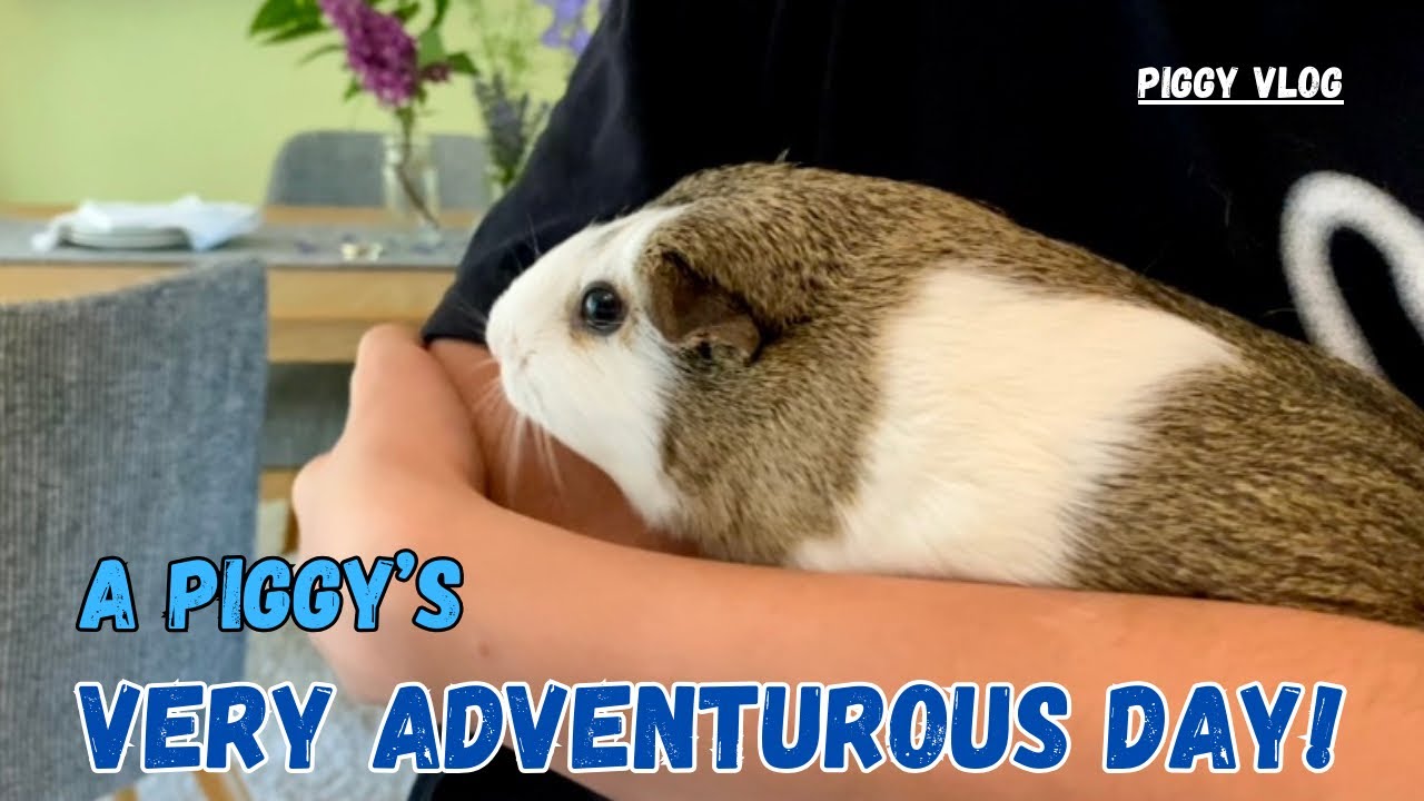 (Piggy Vlog) A Piggy's Very Adventurous Day! 20240606 EP98
