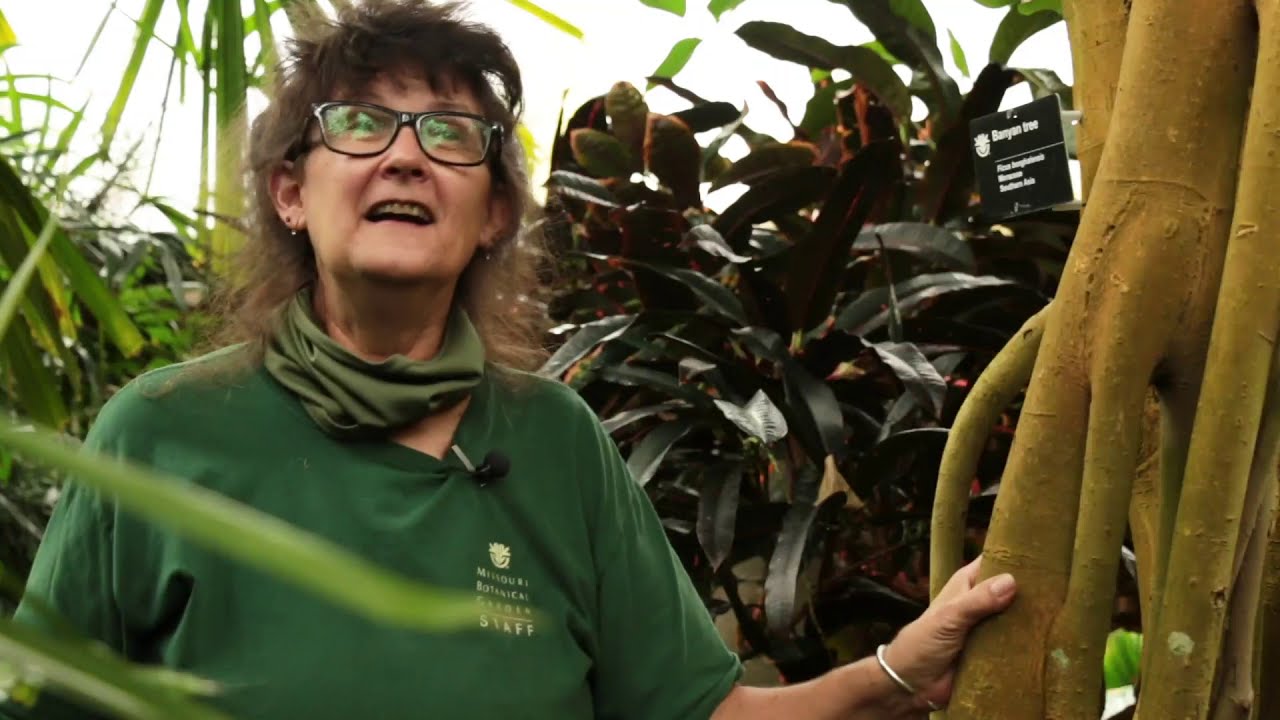 Spotlight Series: The Climatron with Deb Lalumondier