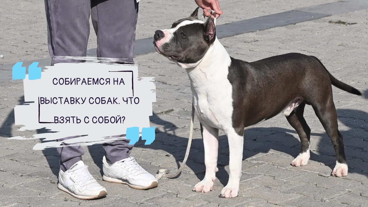 Собираемся на выставку собак. Что взять с собой?