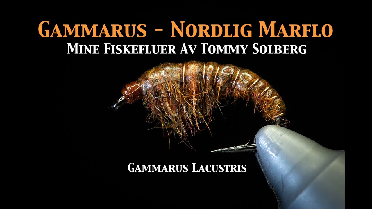 Gammarus Nordlig Marflo. Mine fiskefluer, fluebinding, fluefiske og imitasjonsfluefiske,