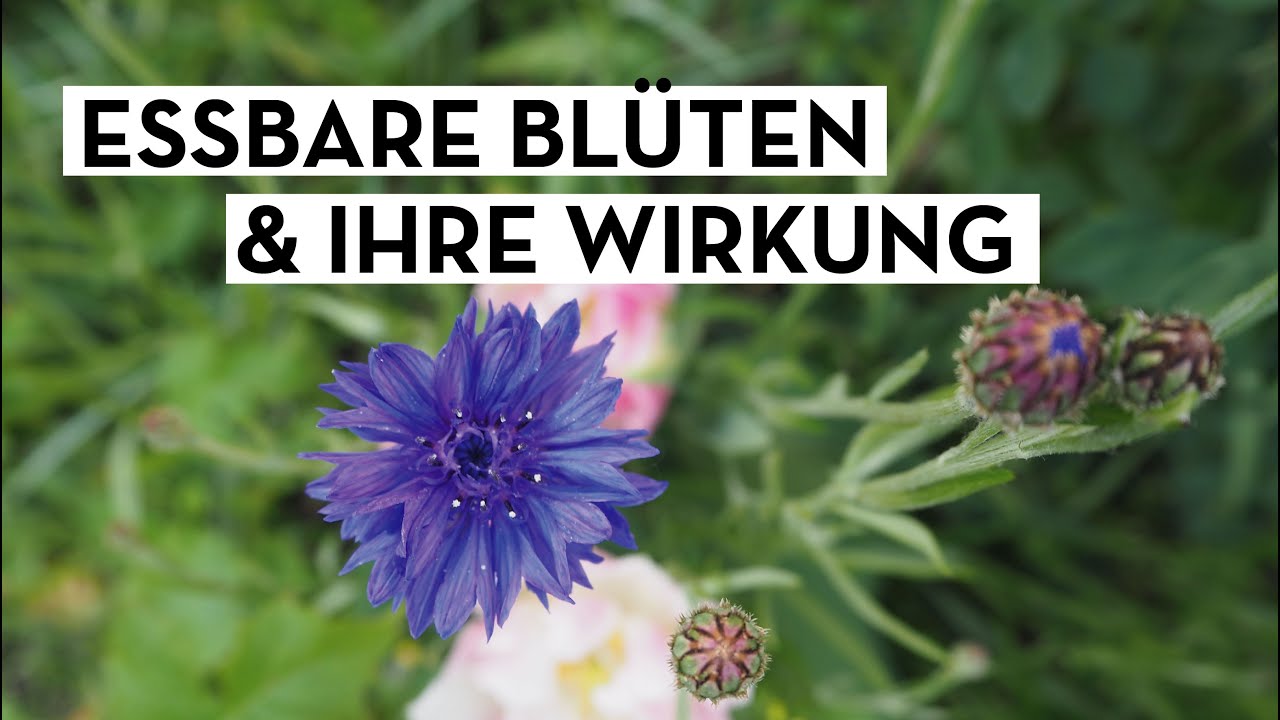 Essbare Blüten auf dem Balkon
