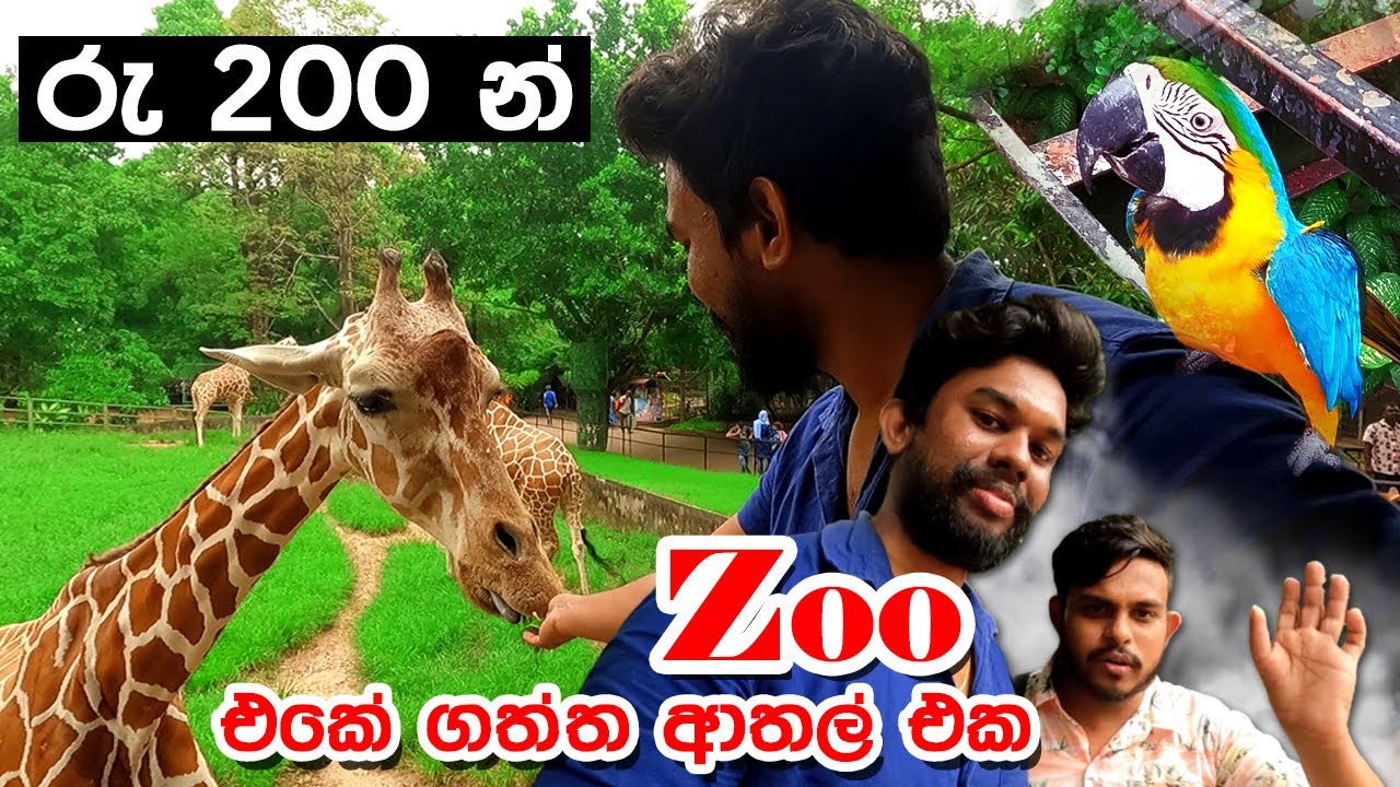 රු 200 න් දෙහිවල Zoo එකේ ගත්ත ආතල් එක | Mr Appu Vlogs