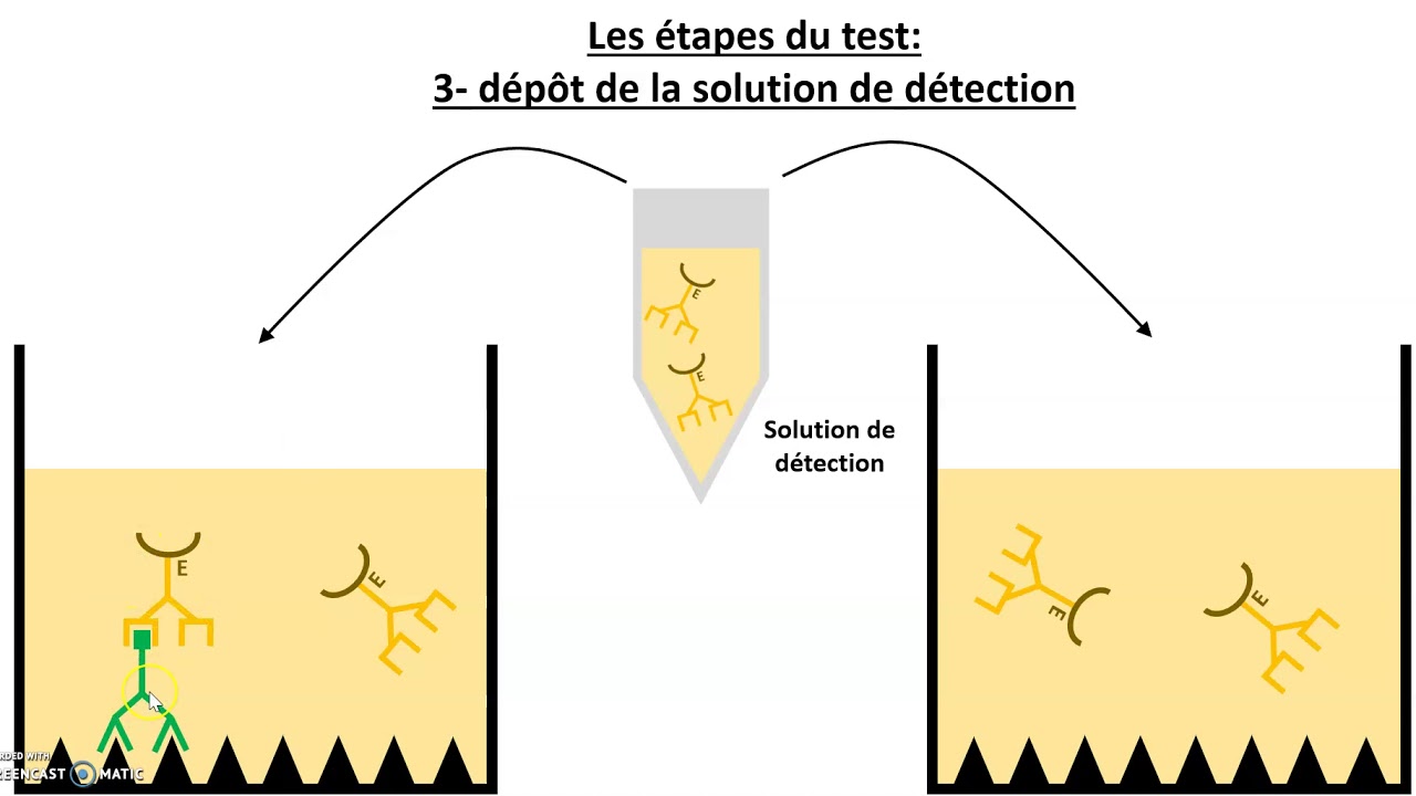 Le test immunologique ELISA