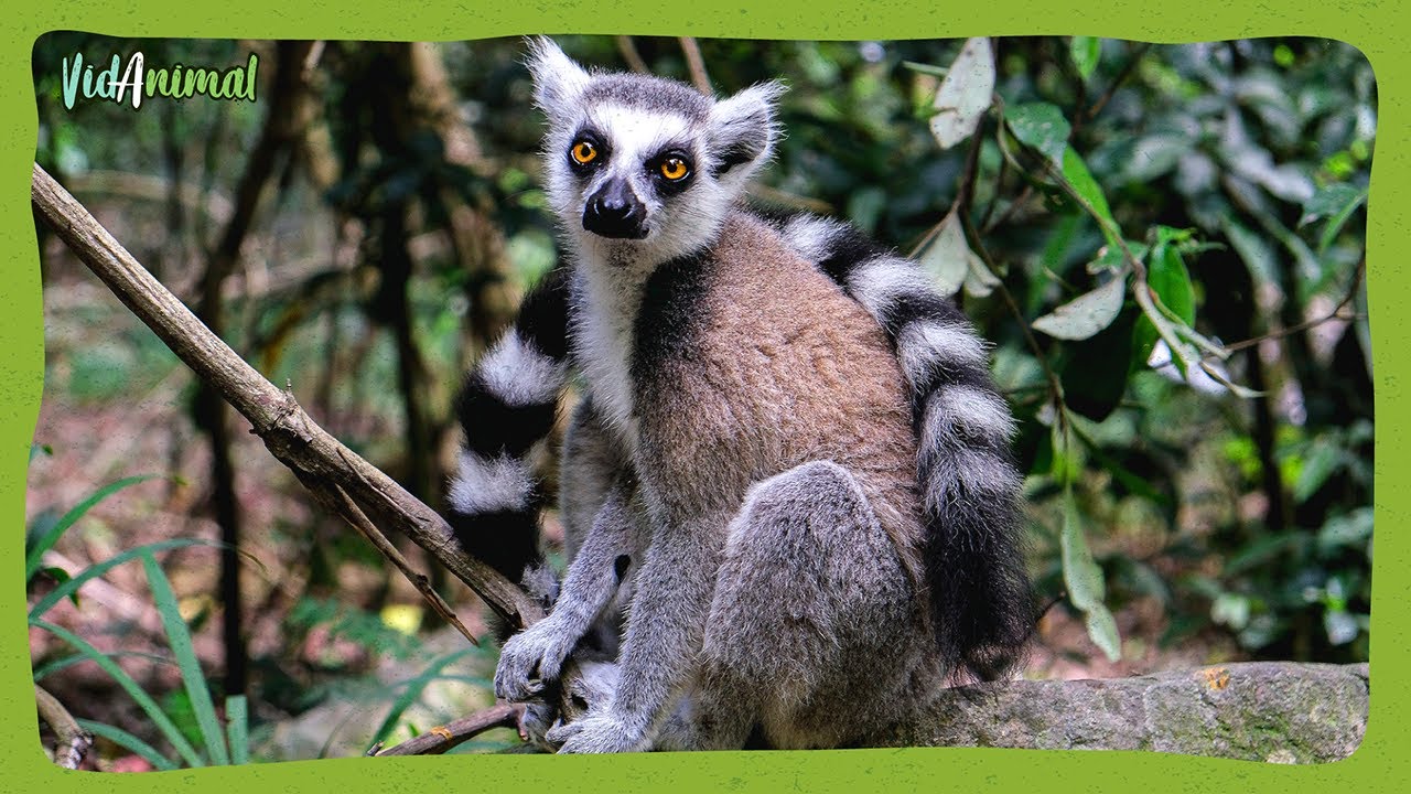 TODO SOBRE el LEMUR: El rey de Madagascar.