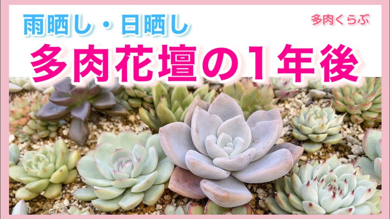 【多肉植物】雨晒し・日晒し多肉花壇、1年経ってどうなった？韓国苗は⁈寒さに弱い株は鉢植えへ植え替えします