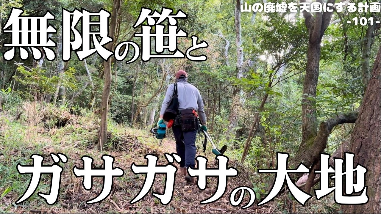 【森林再生】放置笹藪に覆われた乾いた大地。美しい里山を夢見て整備していきます。