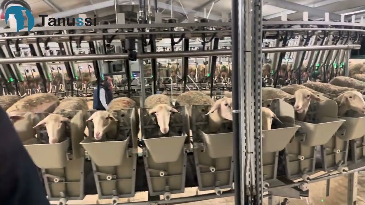 Rotary milking system with electronic management Waikato