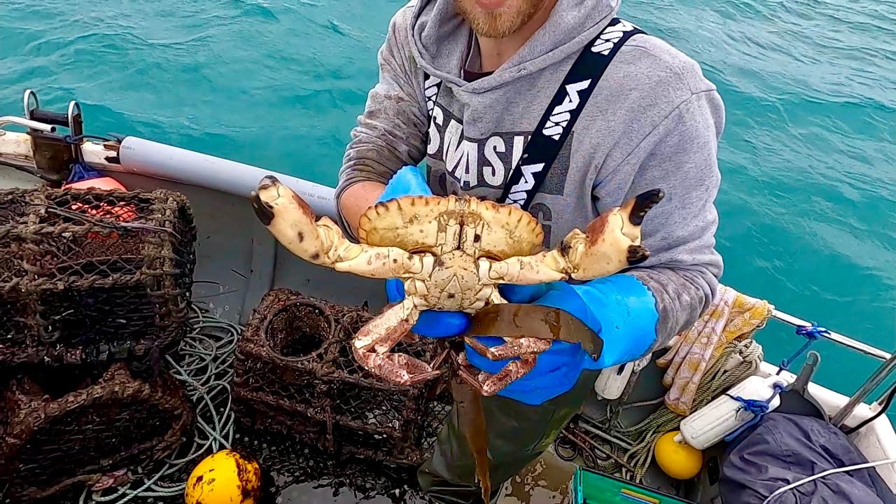 Variety of Big Crustaceans in my Lobster Pots ! Catch n Cook - Commercial Crab & Lobster Fishing