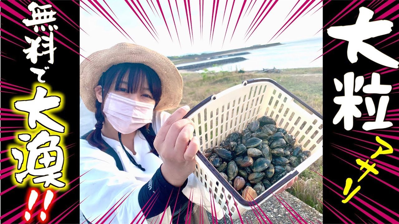 愛知県豊橋市の砂浜で【大粒アサリが無料でこんなに採れた!!】ハマっちゃいました。