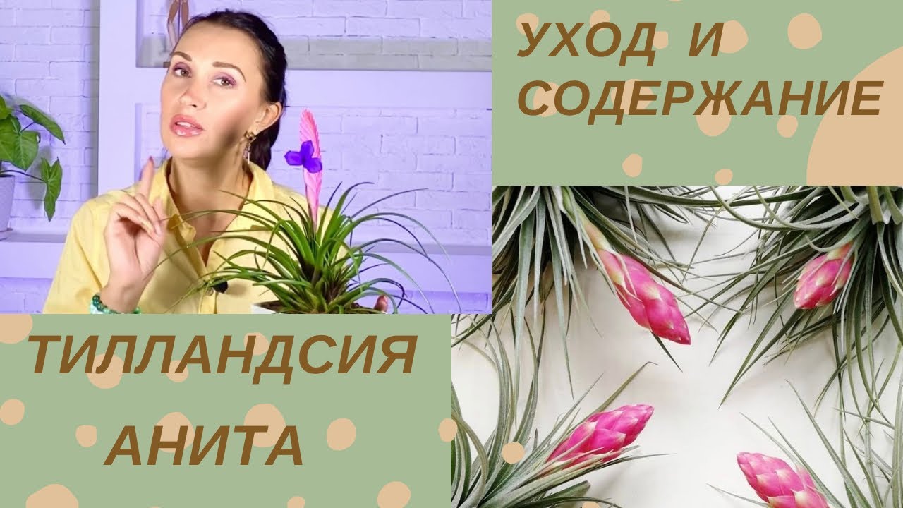 🌸ТИЛЛАНДСИЯ АНИТА🌸 /УХОД В ДОМАШНИХ УСЛОВИЯХ /ПРОБЛЕМЫ ВЫРАЩИВАНИЯ#тилландсияанита