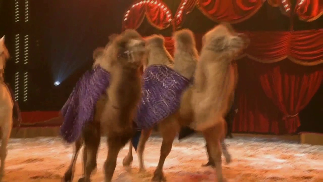 Le Cirque de Noël