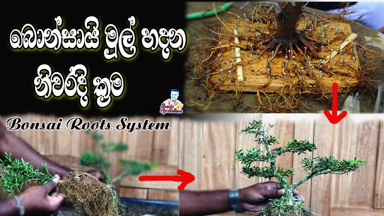 How to make amazing roots | Bonsai tree repotting | බොන්සායි මුල් සාදන ක්‍රම