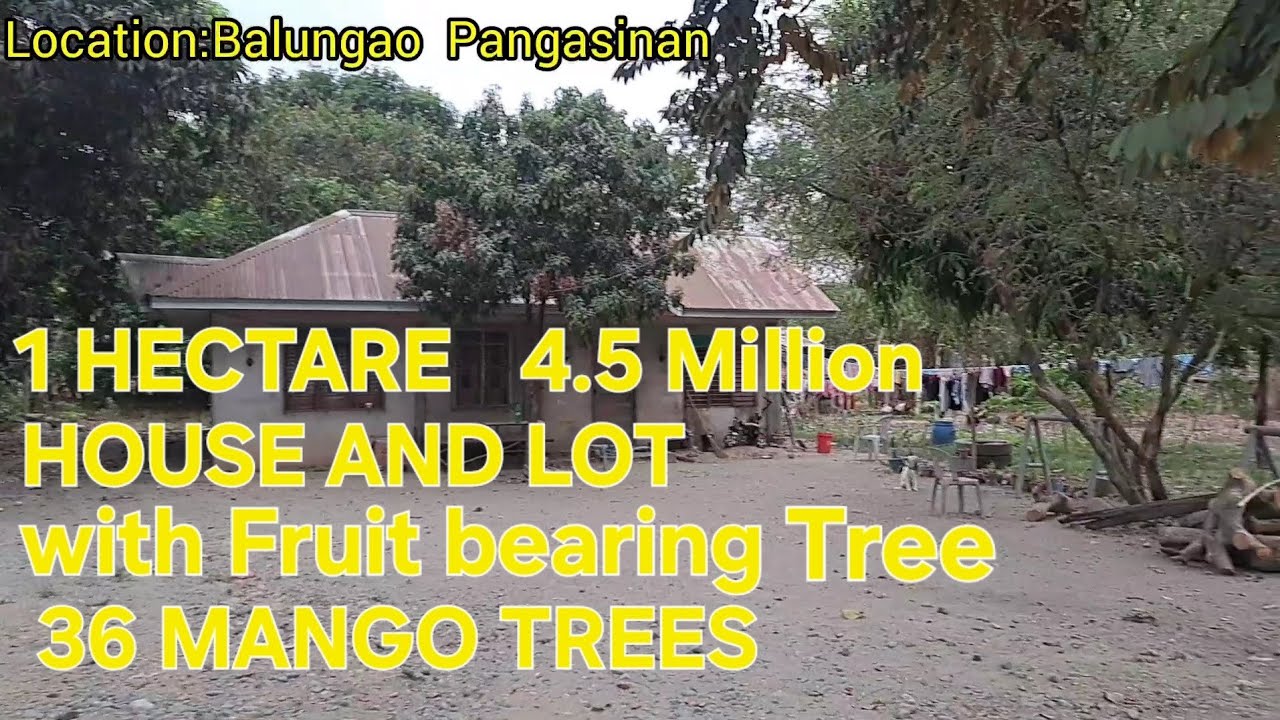 #vlog #453 HOUSE AND LOT WITH FARMLOT  AND FRUIT BEARING TREES, MANGO, KALAMANSI, ETC in PANGASINAN