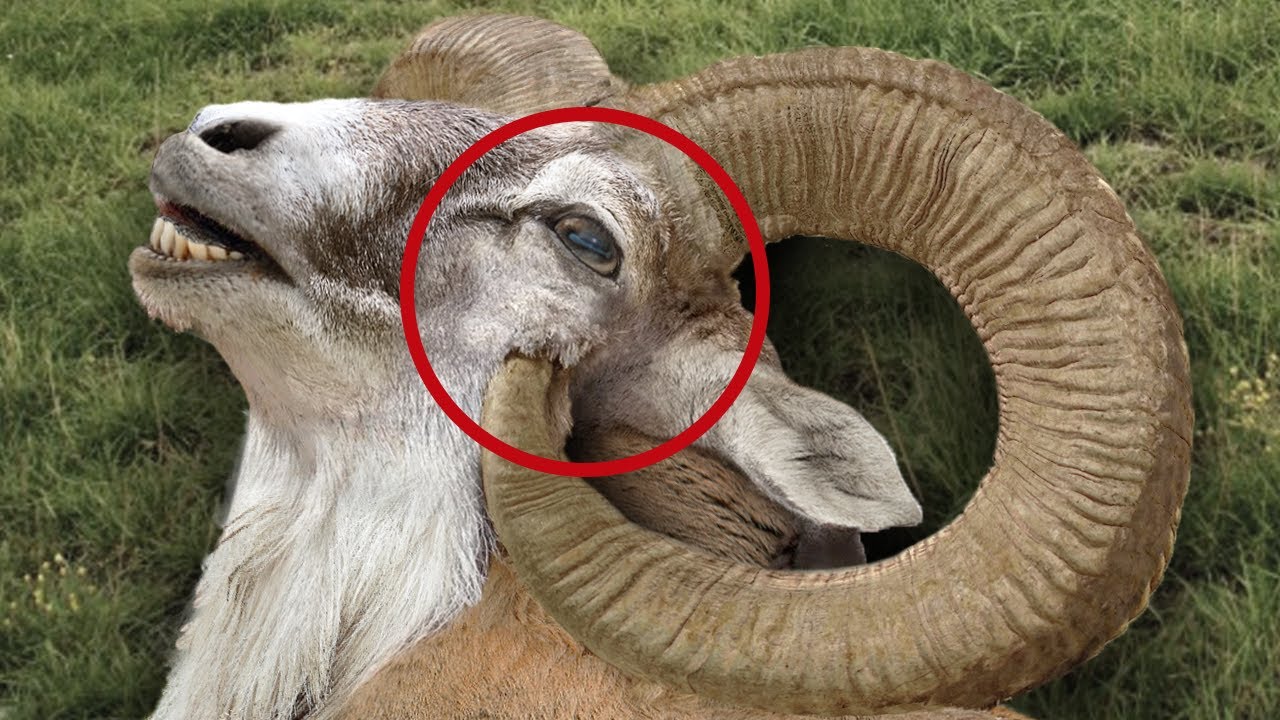 Animals with Dangerous Body Parts That Can Kill Them