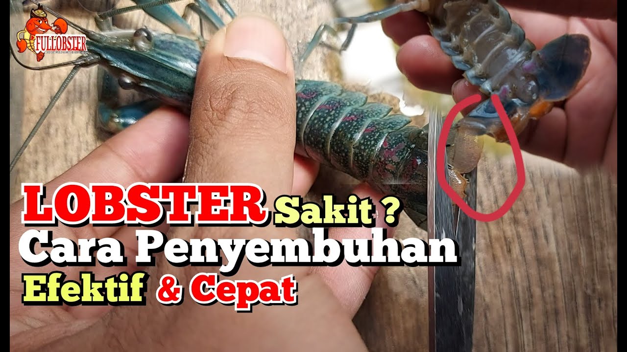 CARA PENYEMBUHAN EKOR MELEPUH PADA LOBSTER AIR TAWAR, BEGINI CARA PENANGANANNYA, PEMULA WAJIB TAU ‼️
