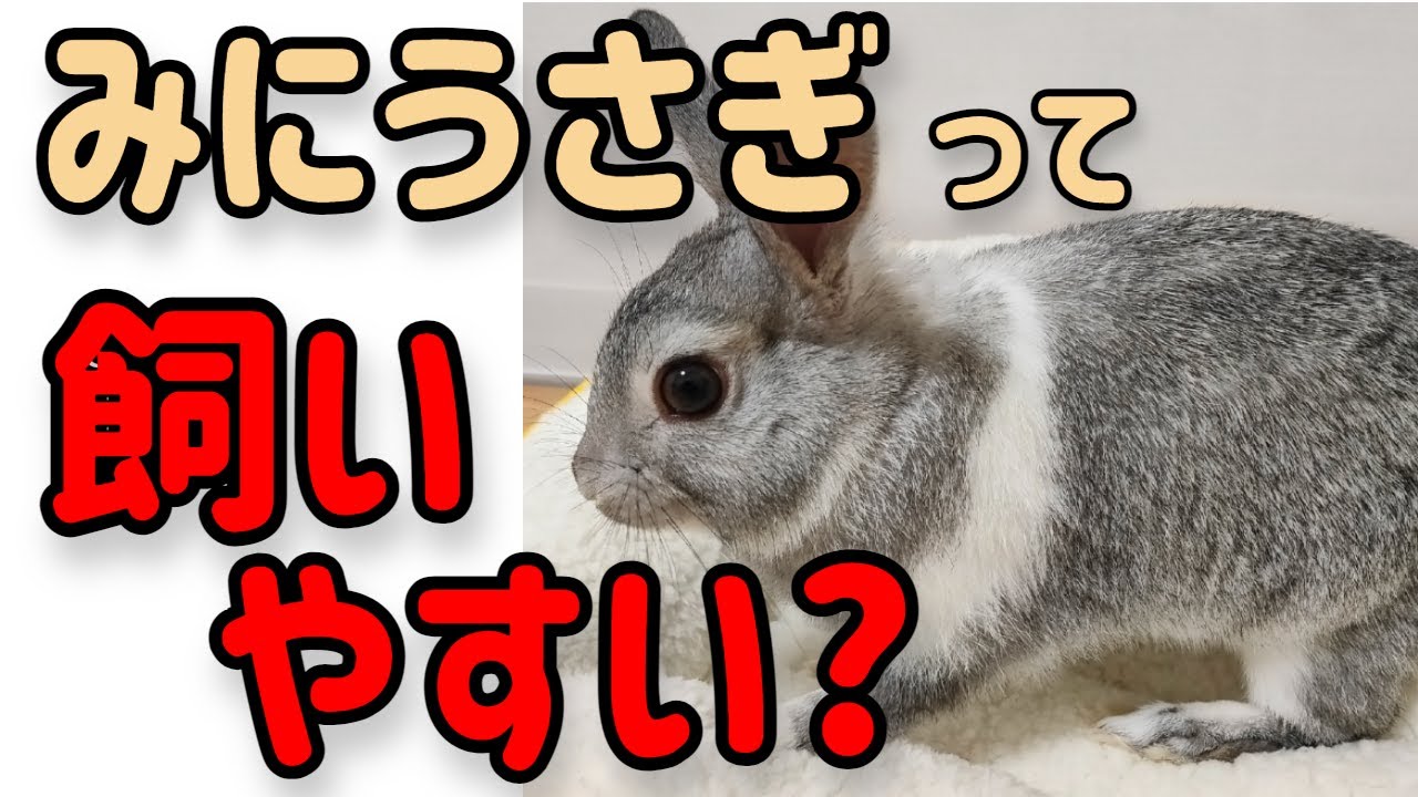 【ミニウサギって本当に小さい?】ミニウサギの取説#51　うさぎの飼い方Vol.24