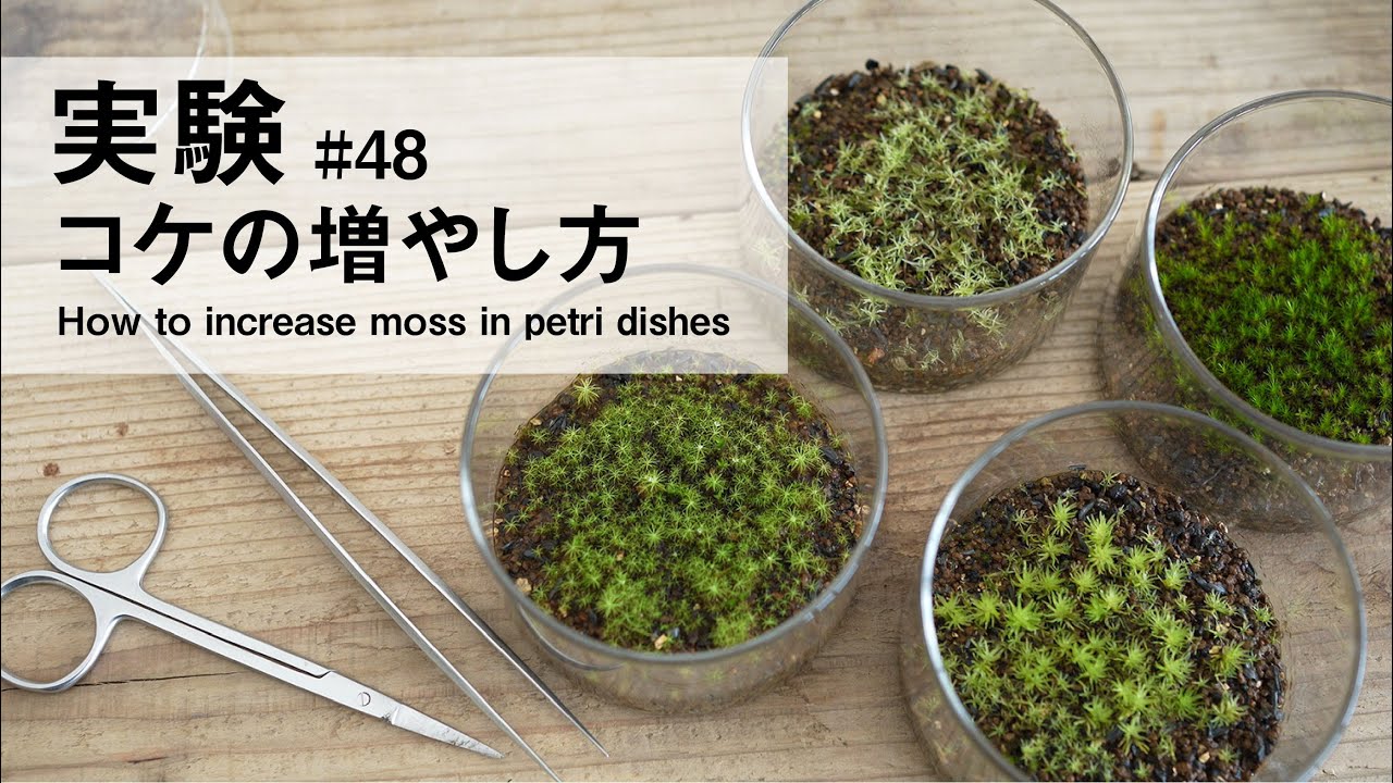細かく刻むとコケがふえる？！【まき苔でコケを増やす方法】 #48