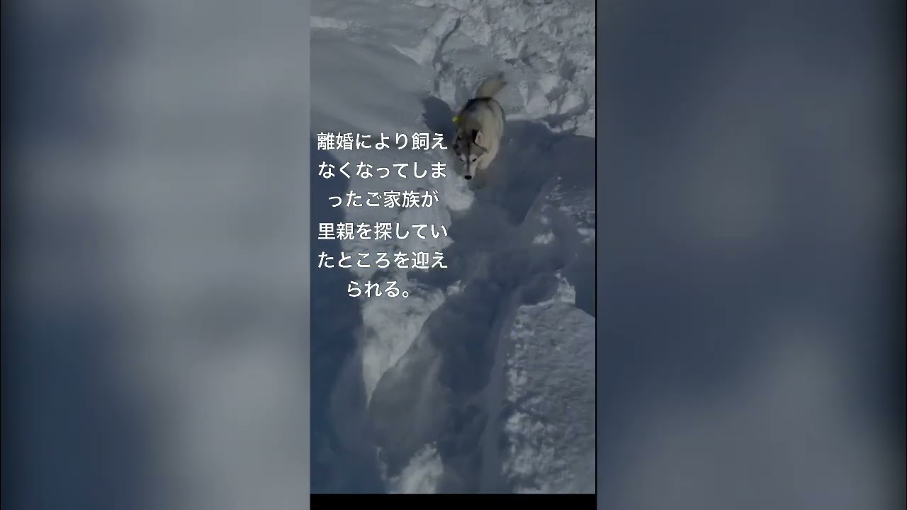 我が家のハスキー紹介！