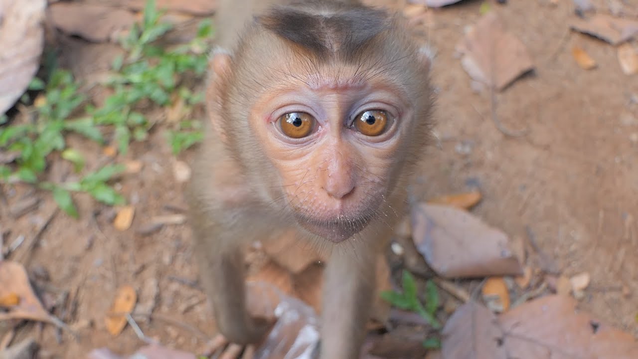 From Despair to Hope: The Heart-wrenching Story of a Pathetic Abandoned Monkey at Sovanna group