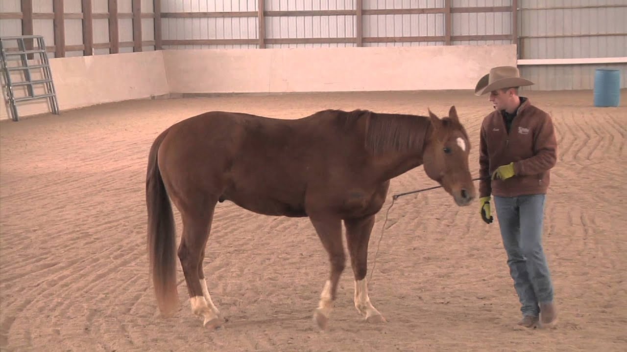 Обучение свободе труда - Advantage Horsemanship TV