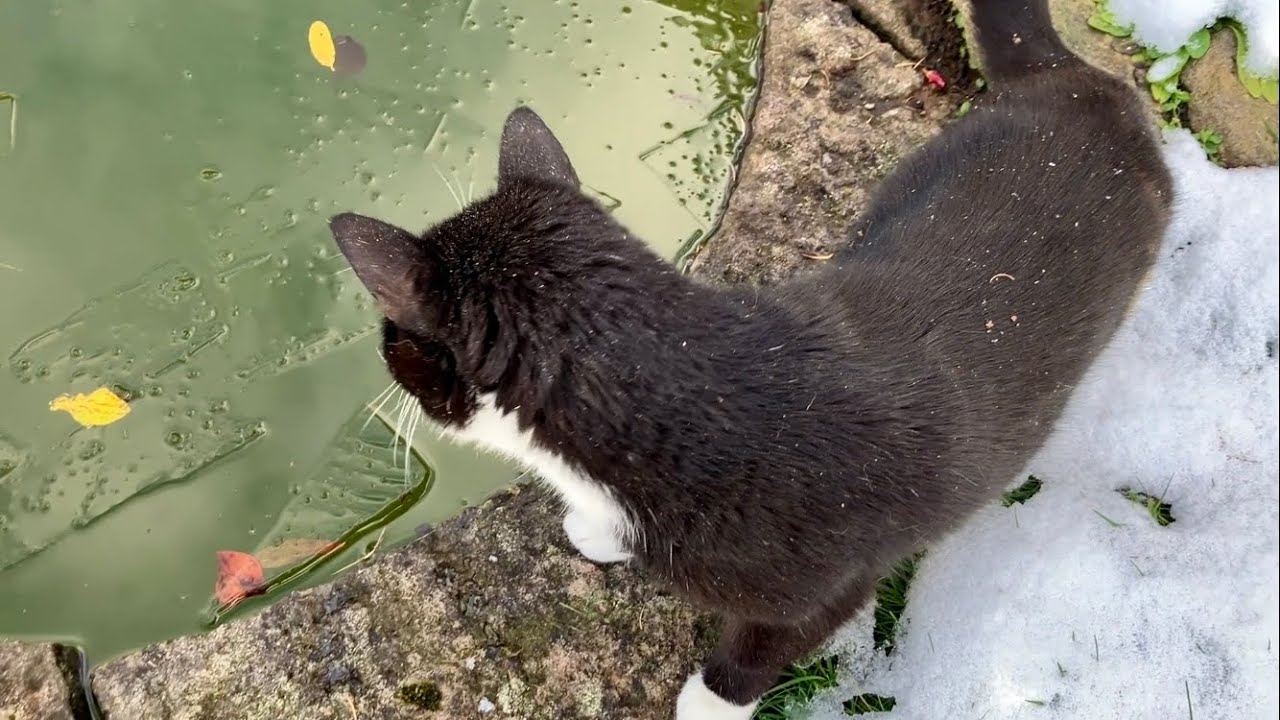 Is the ice thick enough for cats?