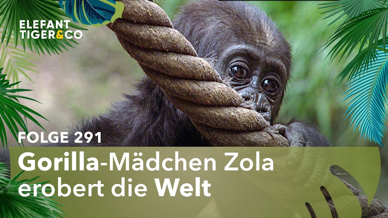 Im Affenzahn – Zola erobert ihre Welt (Folge 291) | Elefant, Tiger & Co. | MDR