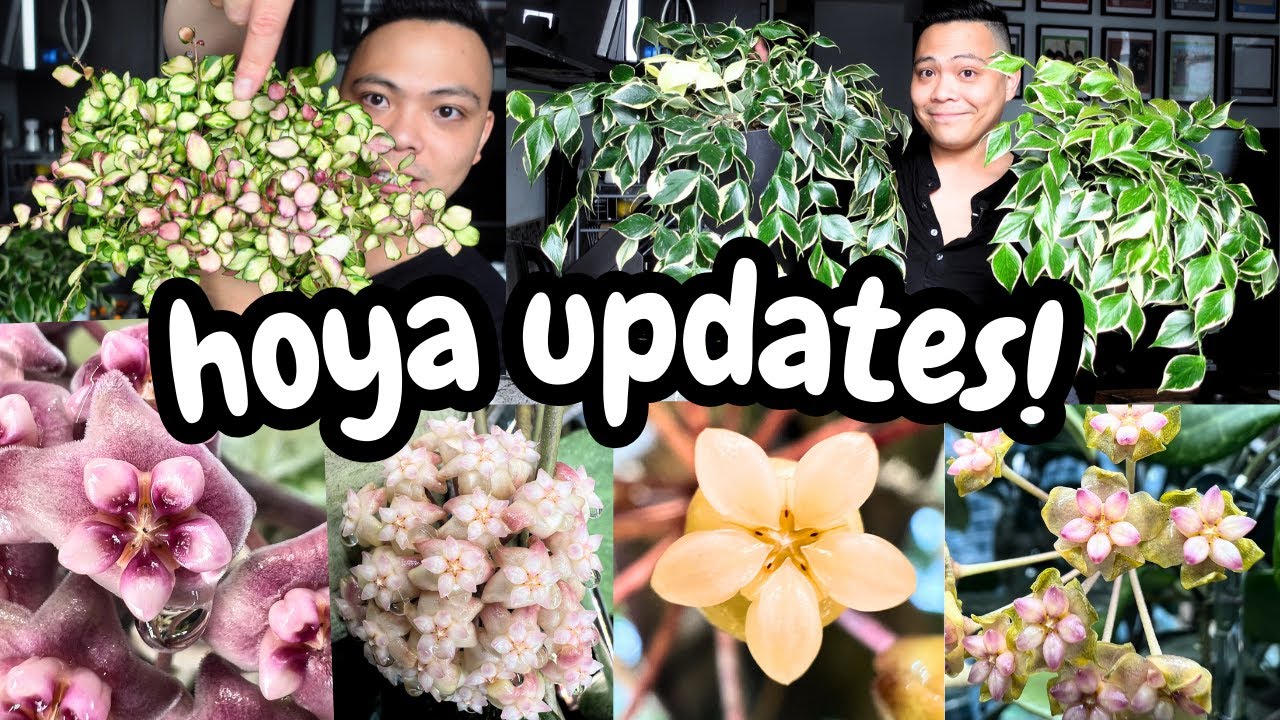 yes, this is a hoya video | hoya updates, chores, & flowers