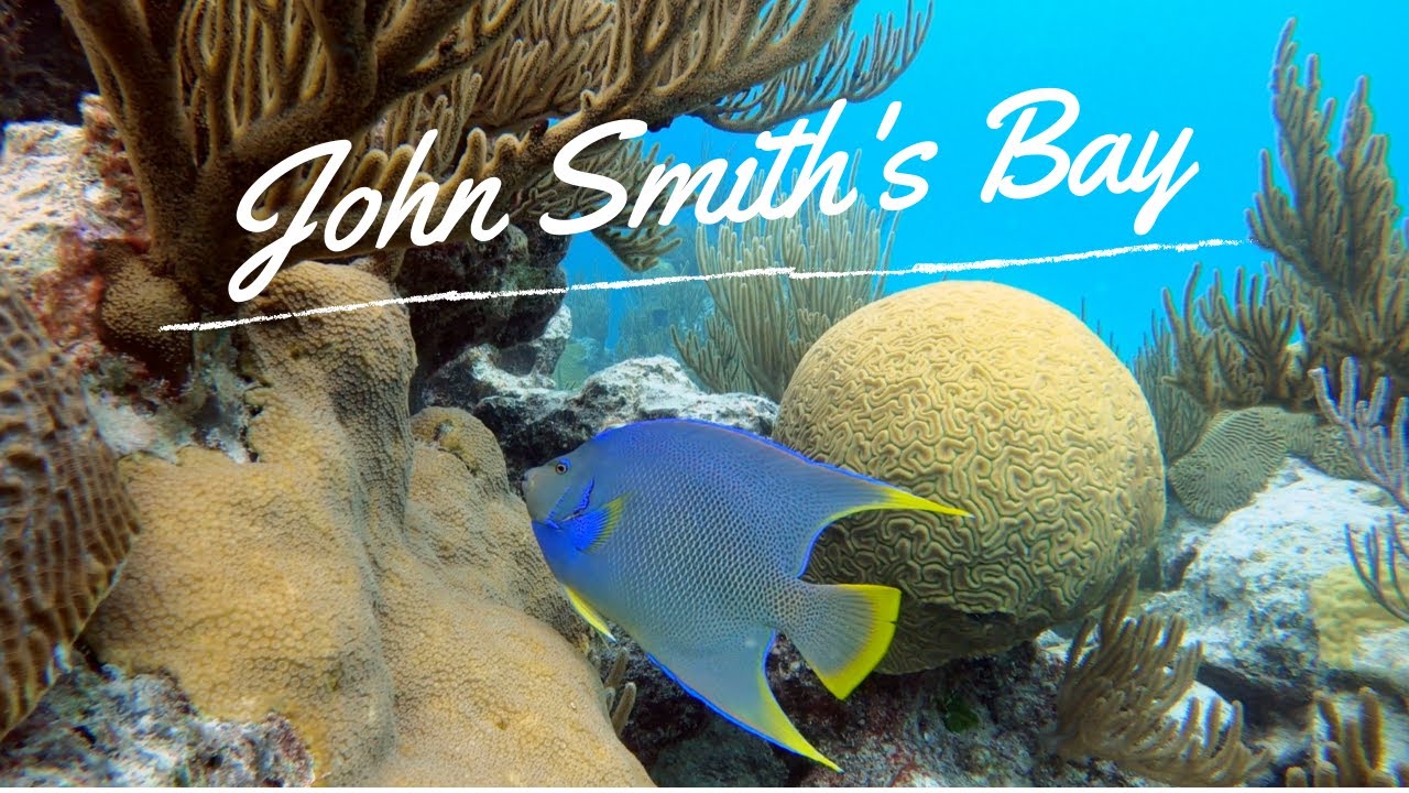 Exploring Bermuda - John Smith's Bay - Ep 5 | Blue Horizon Diving
