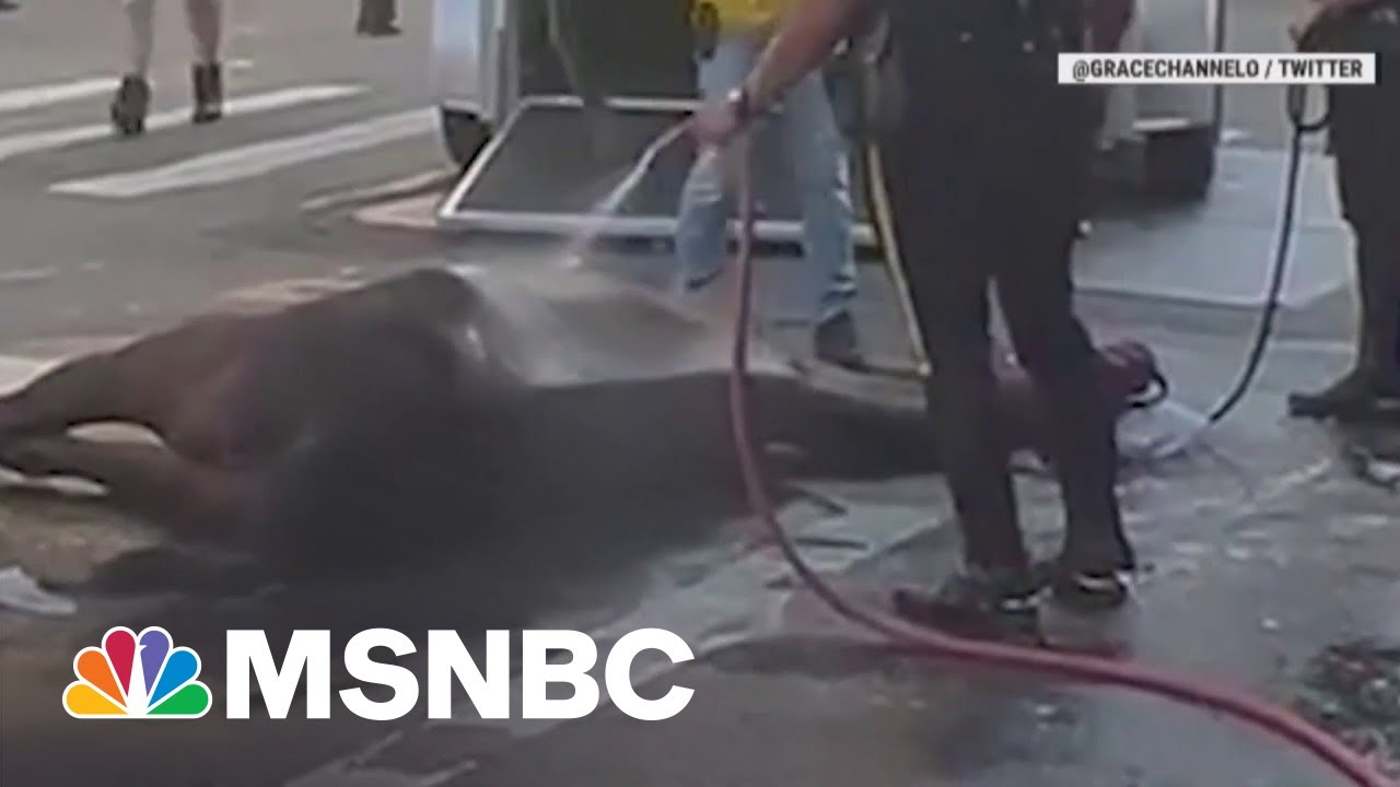 Horse Collapse Reignites Push To Ban Carriages In NYC