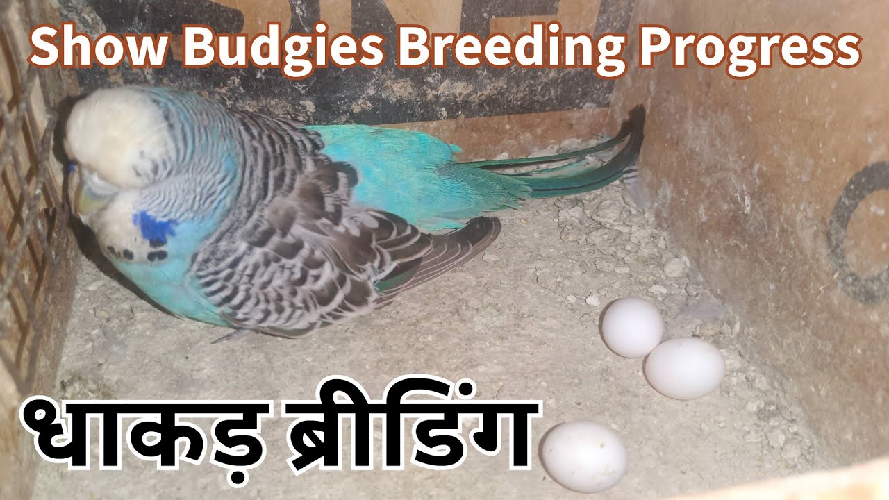 Holland Budgies Breeding Progress | My secret formula for Show budgerigar | Rainbow budgies breeding