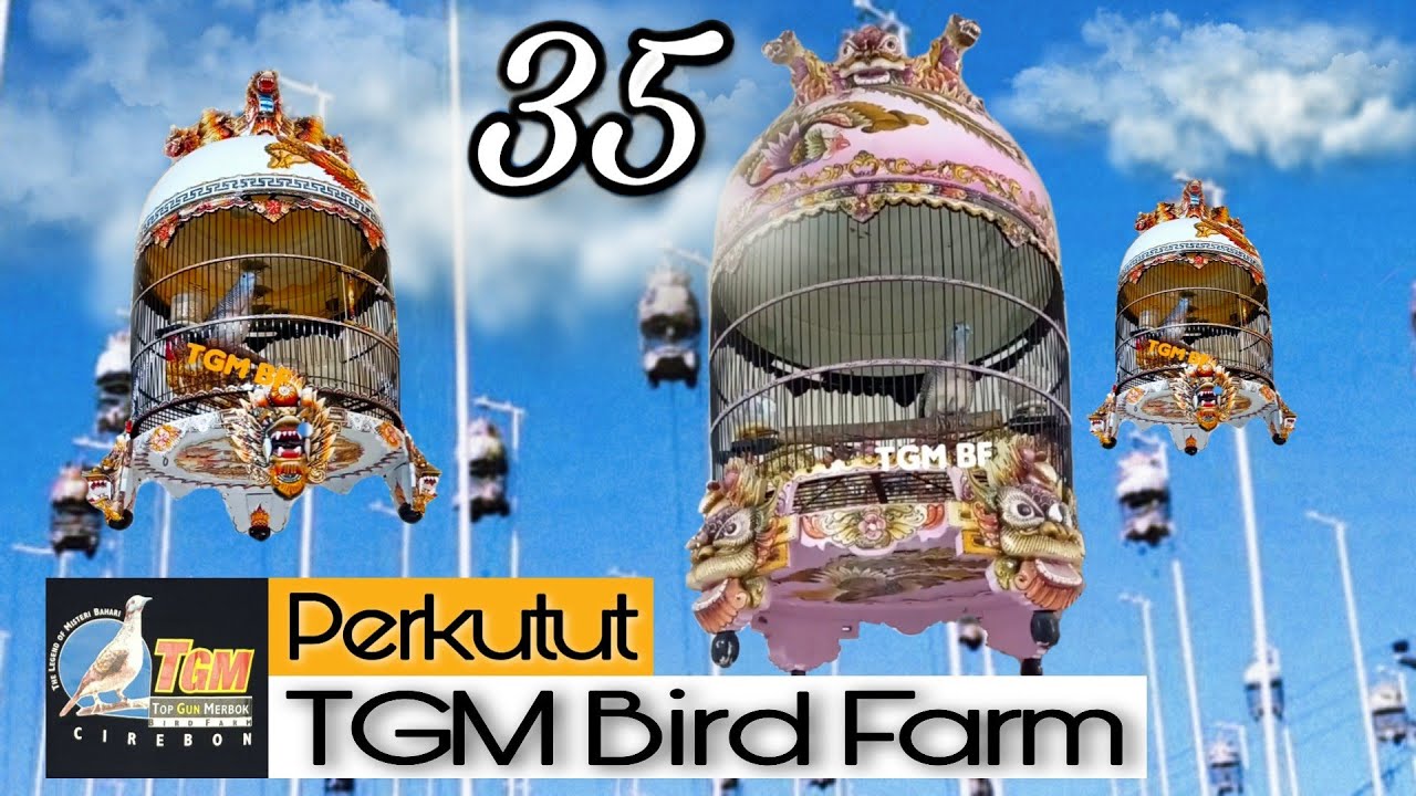 NEW❗KOLEKSI 35 PERKUTUT RING TGM BIRD FARM CIREBON