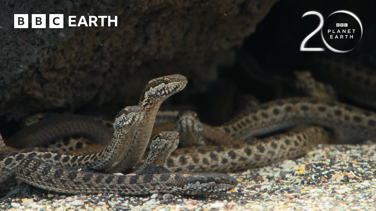 Baby Iguana vs Racer Snakes | 20 Years of Planet Earth | BBC Earth