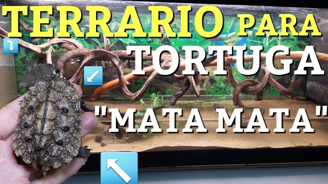 TERRARIO Para Tortugas 🔝🐢 MATA MATA 😍 Chelus Fimbriata