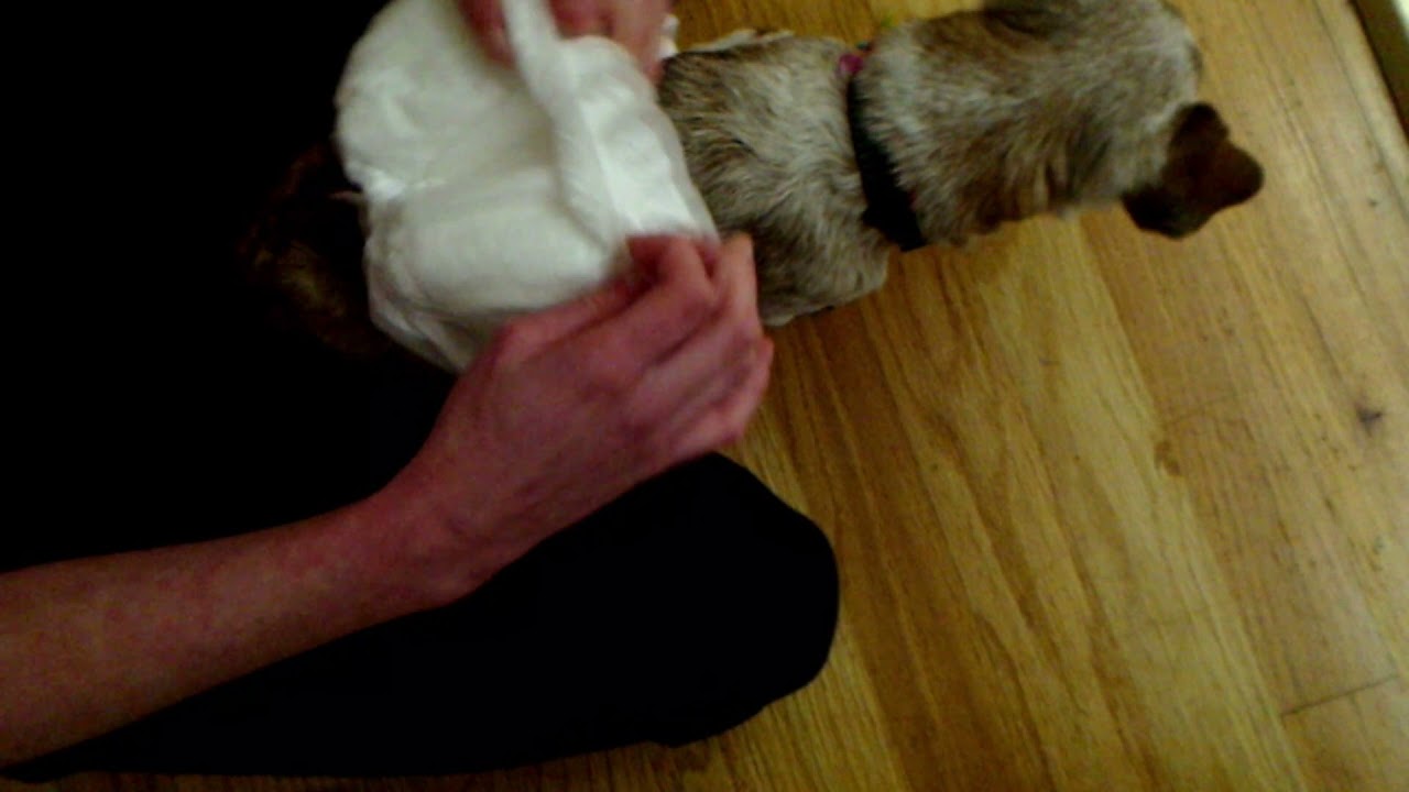 How to Diaper a Male Dog Correctly /No Leaks