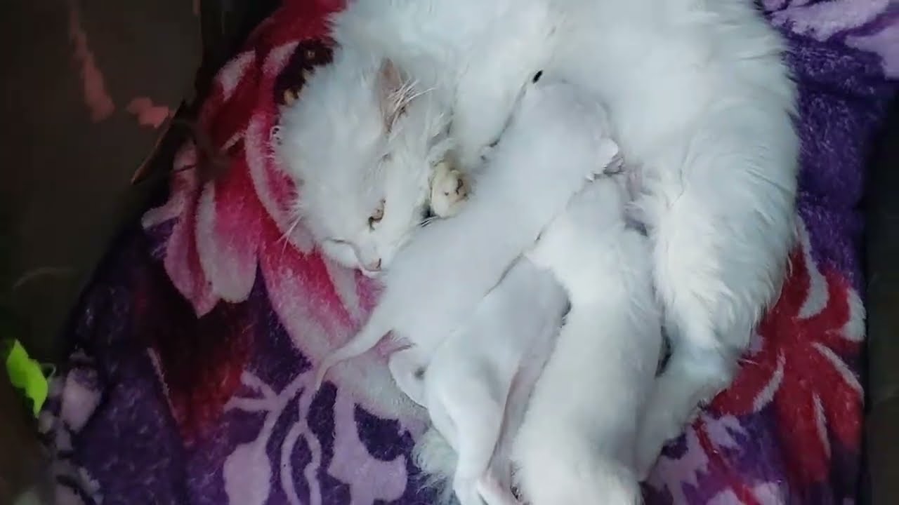 Kittens Attacking Mother Cat For Milk