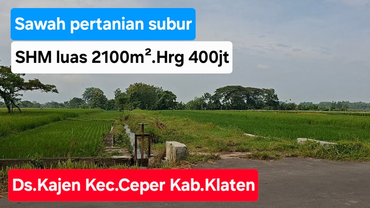 Sawah pertanian subur SHM luas 2100m².Hrg 400jt nego. Lokasi Ds.Kajen Kec.Ceper Kab.Klaten