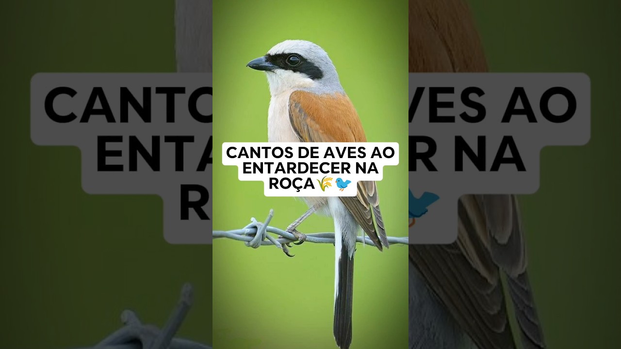 Cantos de aves ao entardecer na ro&ccedil;a. #passaros  #aves #avesdobrasil #birds #cantodepassaros #ro&ccedil;a