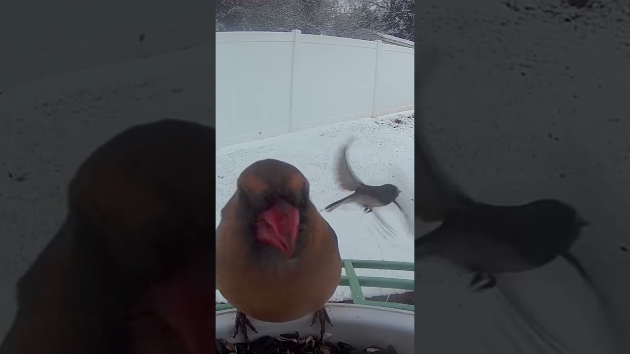 Birds at bird feeder in Snow 