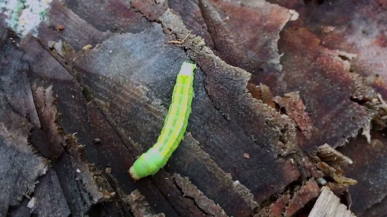 Bug's Day Out