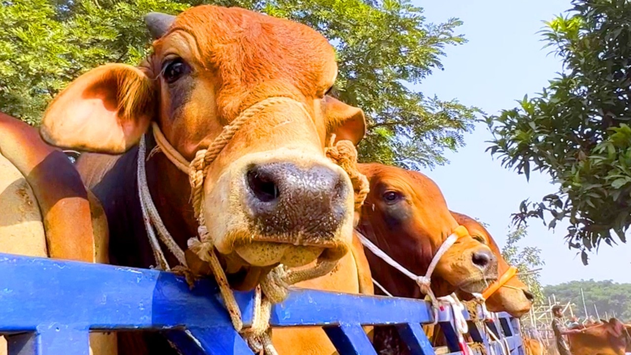 cow unloading, cow videos, cow video, animal, big cow, goru hamba cow, Ep- 341