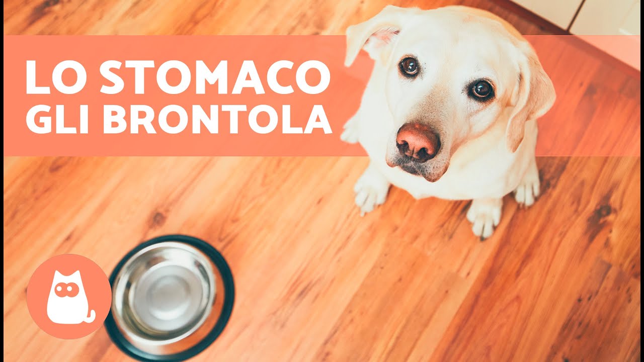 Perché al mio CANE brontola lo STOMACO? 🐶🔊 (6 Cause)
