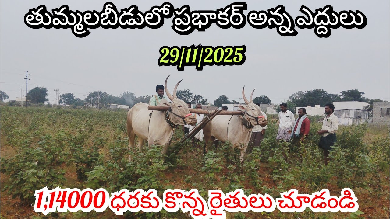 29/11/2025 శనివారం రోజు తుమ్మలబీడులో ప్రభాకర్ అన్నగారి ఎద్దులు గుంతక  ఏ విధంగా వెళ్తున్నాయో చూడండి